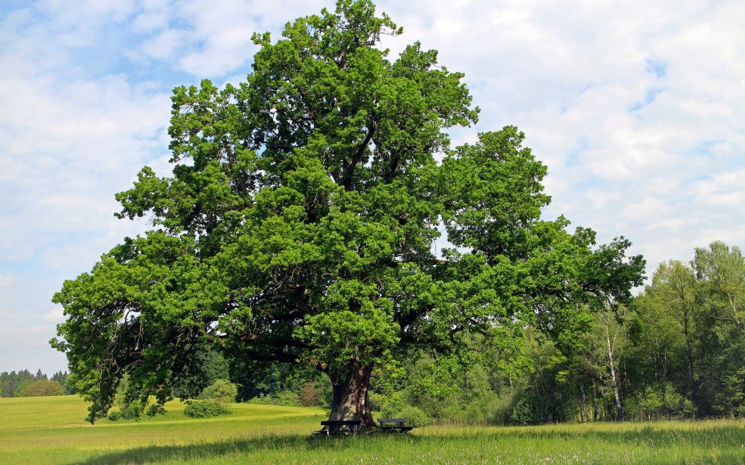 A fák titkai: az éger és a tölgy – spirituális túra