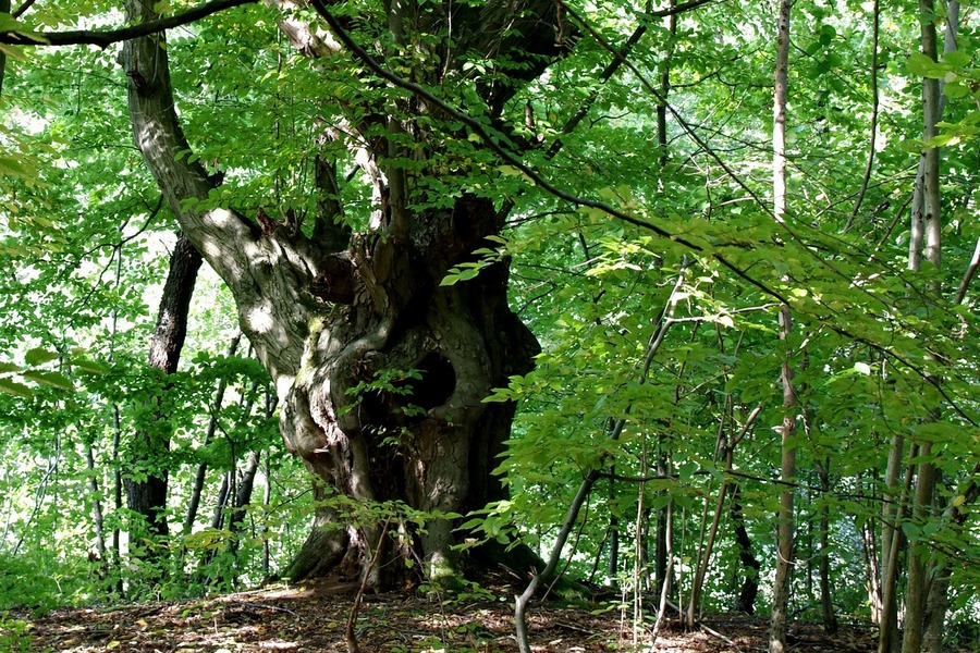 A fák titkai: kőris és gyertyán – spirituális túra